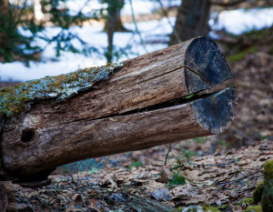 Wood log in Harpswell Maine