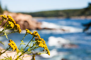 Yellow Wildflowers with Acadia National Park in Background